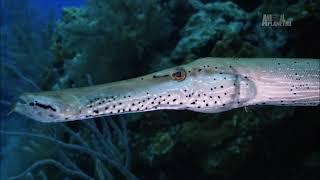 Какая тактика охоты у атлантической рыбы-флейта (Aulostomus maculatus) на коралловых рифах ?