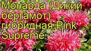 Монарда гибридная Пинк Супрема. Краткий обзор, описание характеристик monarda hybrida Pink Supreme