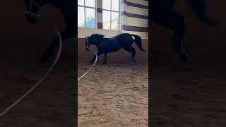 Красиво #рек #юмор #серго #топ #приколы #horse