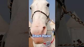 Smart Horse Skills | Itna Tez Dimag? Dekhke Hairaan Ho Jaoge!