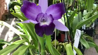 Каттлеи( Cattleya ) Посадка, уход