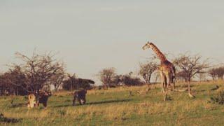 Jungle safari and Mother love wildlife videos #viral videos#wildlife#wild animals#lion#giraffe