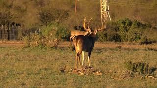 Double Down™ Deer Feed TV Commercial | South Texas Monster Buck