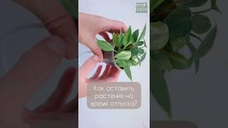 КАК НАДОЛГО ОСТАВИТЬ МАЛЕНЬКИЕ РАСТЕНИЯ НА ВРЕМЯ ОТПУСКА? /  #plants