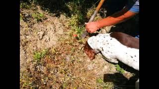 Truffle Hunting 6 - King of Truffles