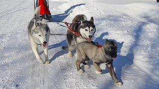 The Puppy Wants to Pull The Dog Sled!