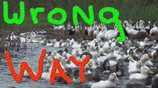 Wrong Way To The Lake... 700+ Ducks & Geese Morning Rush #18