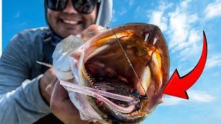 Prawn StarZ - BEST new Inshore Saltwater fishing lure?