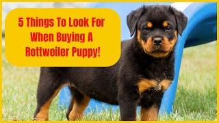 5 Things To Look For When Buying A Rottweiler Puppy!