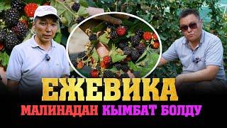 Ежевика кандай өсөт? Түшүмдүүлүгү кандай болот? Сатуу жолдору? Малинадан кандай айрымасы бар?