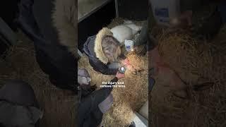 Wild Pony With Leg Stuck In Phone Wire Gets Rescued | The Dodo