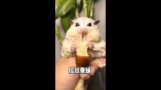 Pulling silk, chewy cheese silkworm pupae. #Cute pet sugar glider #marvellous creatures here @快手粉条(