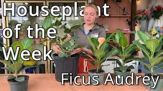 Ficus Audrey - Houseplant of the Week