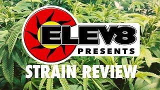 Strain Review: Pumpernickel - ELEV8 Presents