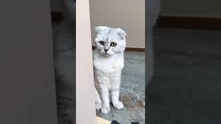 kitty ne manvi ko mara  #shorts #ytshorts