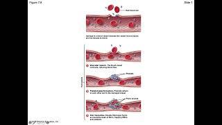 BIO 133   mChapter 7 SC3