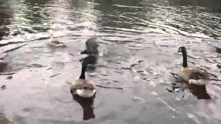 Duck fight