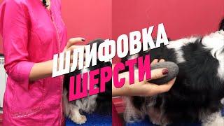 ШЛИФОВКА ШЕРСТИ СПАНИЕЛЕЙ / ТРИММИНГ / GROOM SCHOOL