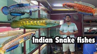 Unboxing channa snakehead | how to maintain channa golden cobra  belheri redAndreo coimbatore தமிழ்