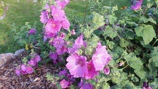 Mallow Flowers 4 Different Kinds - Useful Plants Series