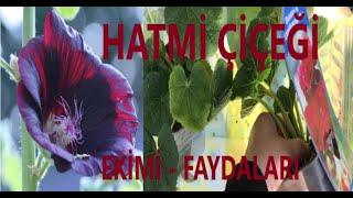 HATMİ ÇİÇEĞİ (ALSEA ROSEA) / HİBİSKÜS EKİMİ BAKIMI ÖZELLİKLERİ TOPRAĞI -ŞİFA KAYNAĞI / ÇİÇEKLER