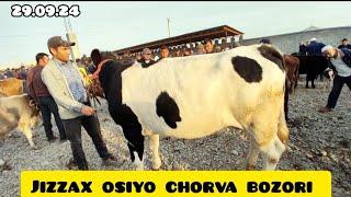 JIZZAX OSIYO MOL QO'Y BOZORI NARXLARI ЖИЗЗАХ ОСИО ЧОРВА НАРХЛАРИ #жиззах #rek #ozod