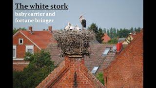 The white stork (Ciconia ciconia)