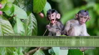 Long-tailed Macaque - Sounds and Calls