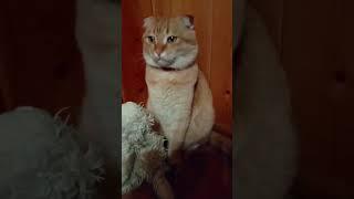 #мурзик и игрушка #cat #топ #shorty #котики #юмор #кот #котки #котэ #прикол