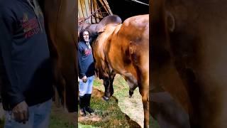 Biggest bull & little man | cow price in bangladesh 2023 #bull #cow #shorts