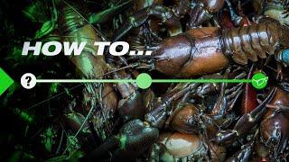 How to AVOID crayfish when carp fishing | Korda