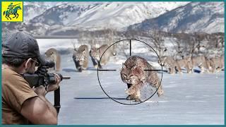 How California Hunters Deal With 600,000 Bobcats | Wild Boar Hunting