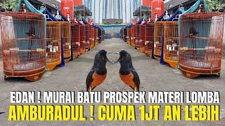 EDAN ! MAKIN AMBURADUL MURAI BATU PROSPEK MATERI LOMBA CUMA DI HARGAI 1JT AN LEBIH !