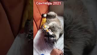 #ямыилюша #помощьбездомнымживотным #raccoon #анапа #reels #море #енотики #юмор