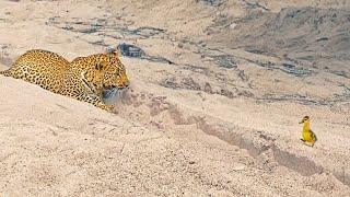 Innocent Baby Bird Walks up to Leopard - Crazy Ending