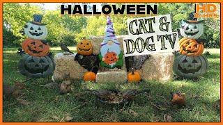  Halloween  Cat & Dog TV | Birds , Squirrels, and Chipmunks ️| Great background while working 