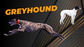 Greyhounds - John Parker from SummerWind Farm Greyhounds