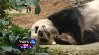 Jia jia, Panda Tertua di Dunia Tutup Usia - NET24