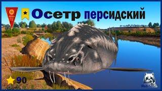 Трофей Осётр персидский 103 кг