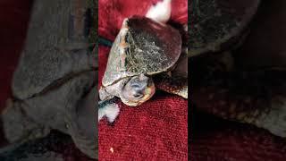 Aap Ke Pass Kya Hae #shorts #funny #trending #cute #turtle #pets #ytshorts #viralshort #animals