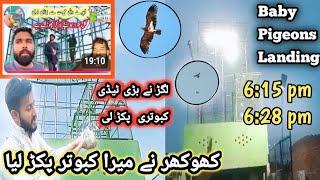 عمر کھوکھر کے لیے پیار بھرا پیغام  - bara nuksan ho gya -  Nasir pigeon club - Khokhar pigeons club