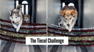 Fun Tinsel Obstacle Challenge For Dogs