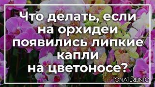 Что делать, если на орхидеи появились липкие капли на цветоносе? | toNature.Info