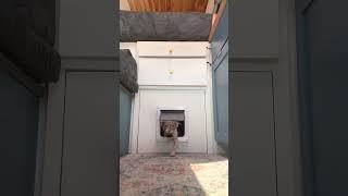 Like a bat outta hell  #vancat #vanlife #sphynx