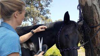 The BEST way to trim a mane, without making your horse look like it's had a bowl-cut!