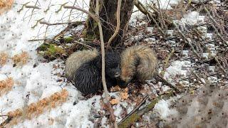 Rescued Abandoned Puppies Was Wet, Ran in Panic Into The Deep Forest, Covered by Snow