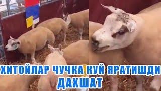 ОДАМЛАР ЧУЧКА БИЛАН КУЙНИ ЧАЧИШТИРИПТИ