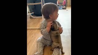 Best buddies forever  Video by @pugsnkisses84