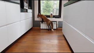 Alice the fox. Fox is putting things in order in the kitchen.
