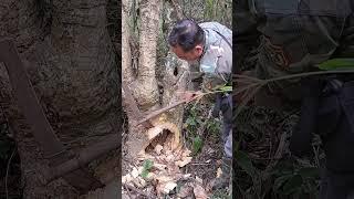 use axe - find honey bee nest in tree stump | Tropical Forest Bees #bees